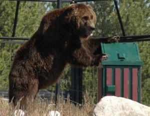 Bear Proof Containers